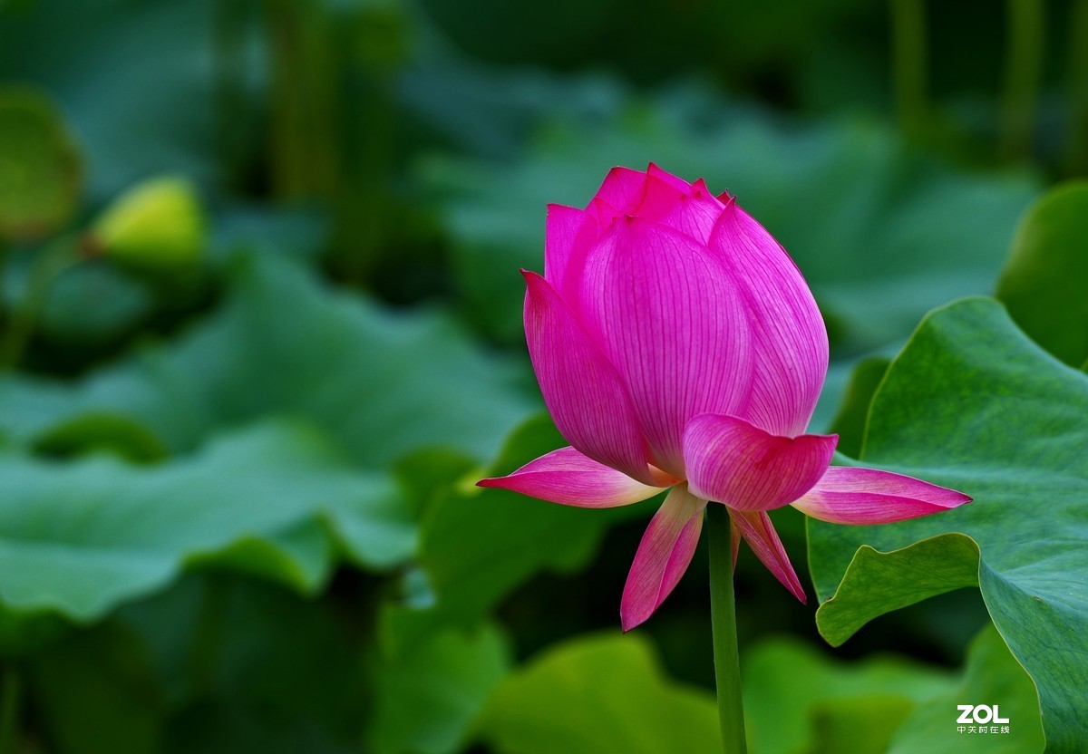 荷花       55-300PLM镜头