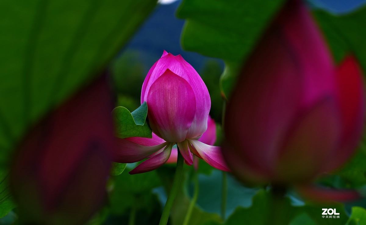 荷花       55-300PLM镜头