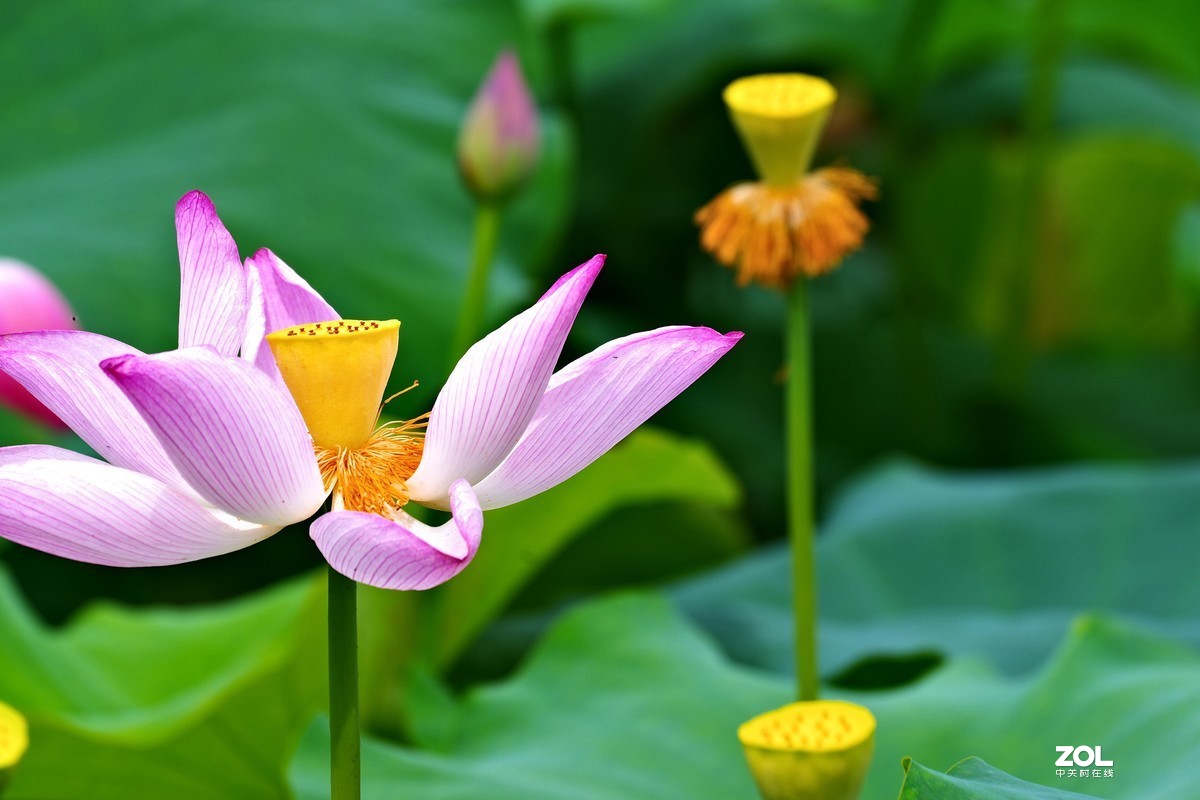 荷花       55-300PLM镜头