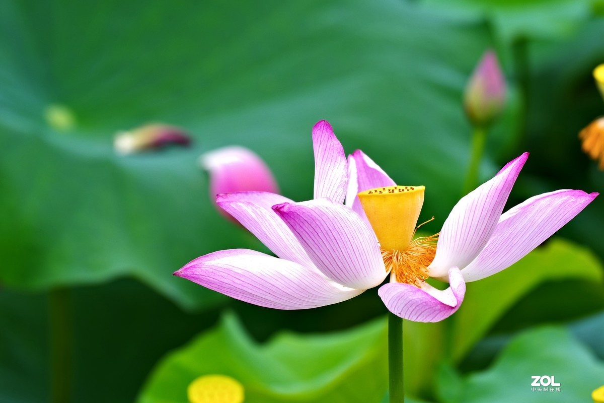 荷花       55-300PLM镜头