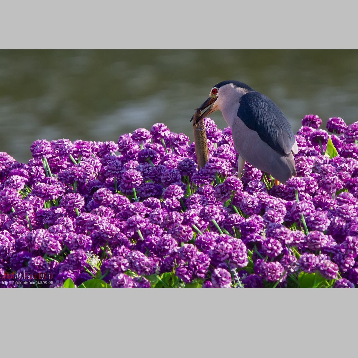 泥鳅在夜鹭食管里闹腾