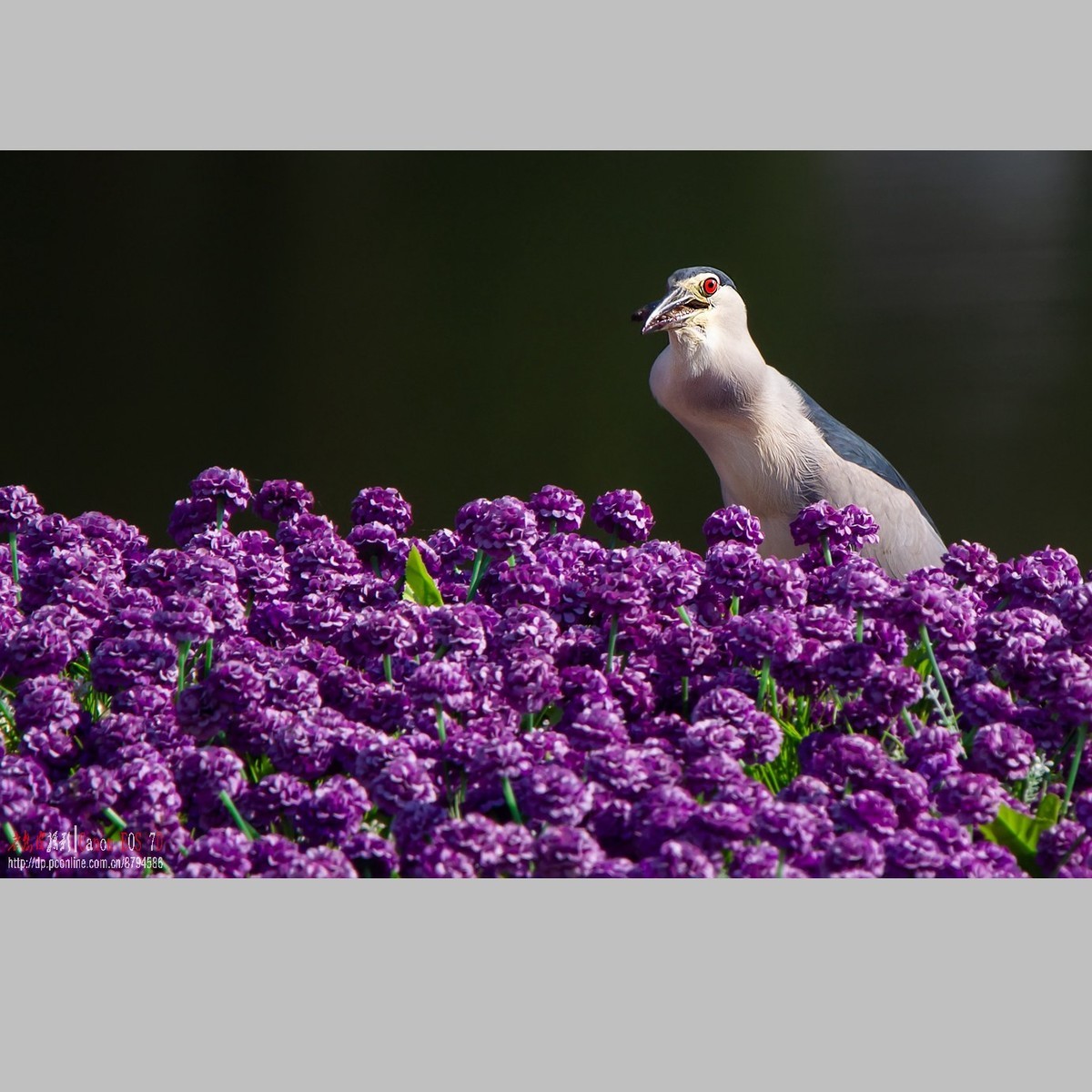 泥鳅在夜鹭食管里闹腾