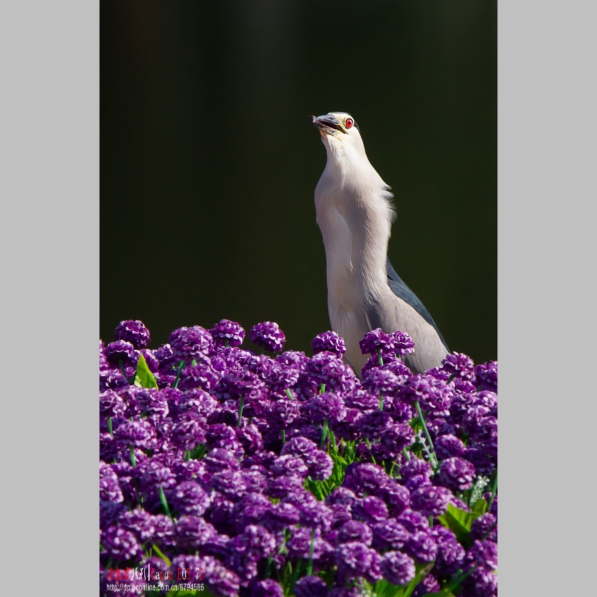 泥鳅在夜鹭食管里闹腾