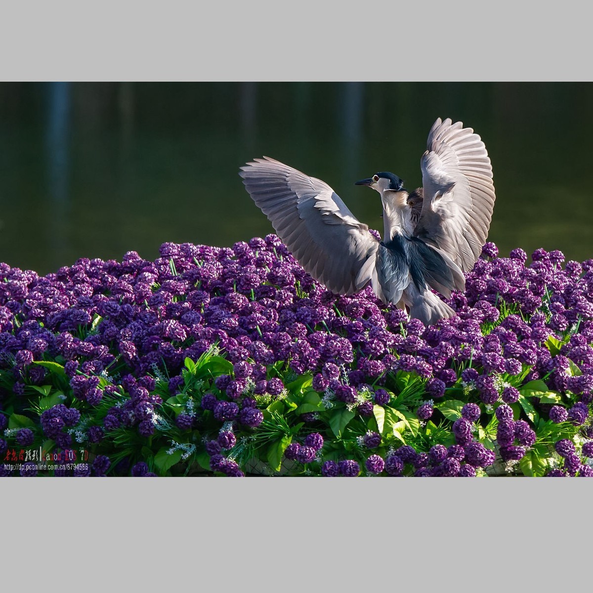 泥鳅在夜鹭食管里闹腾