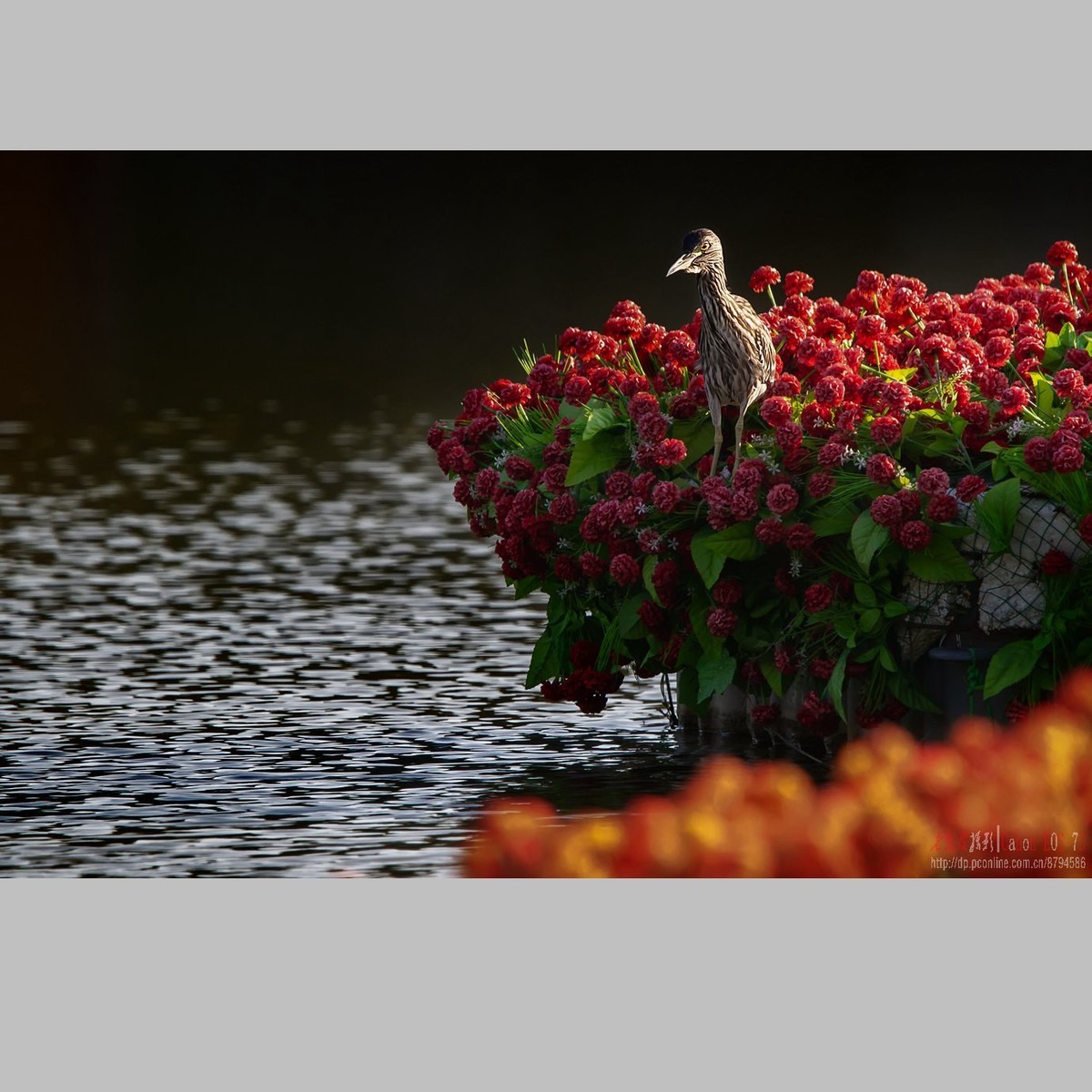 泥鳅在夜鹭食管里闹腾