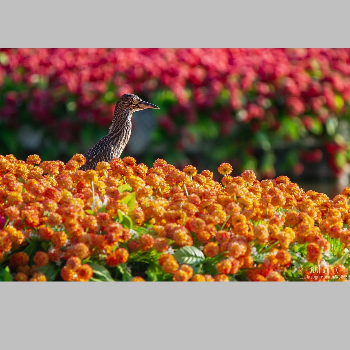 泥鳅在夜鹭食管里闹腾