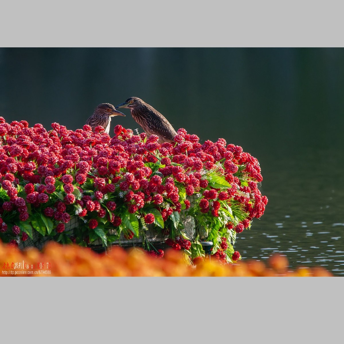 泥鳅在夜鹭食管里闹腾