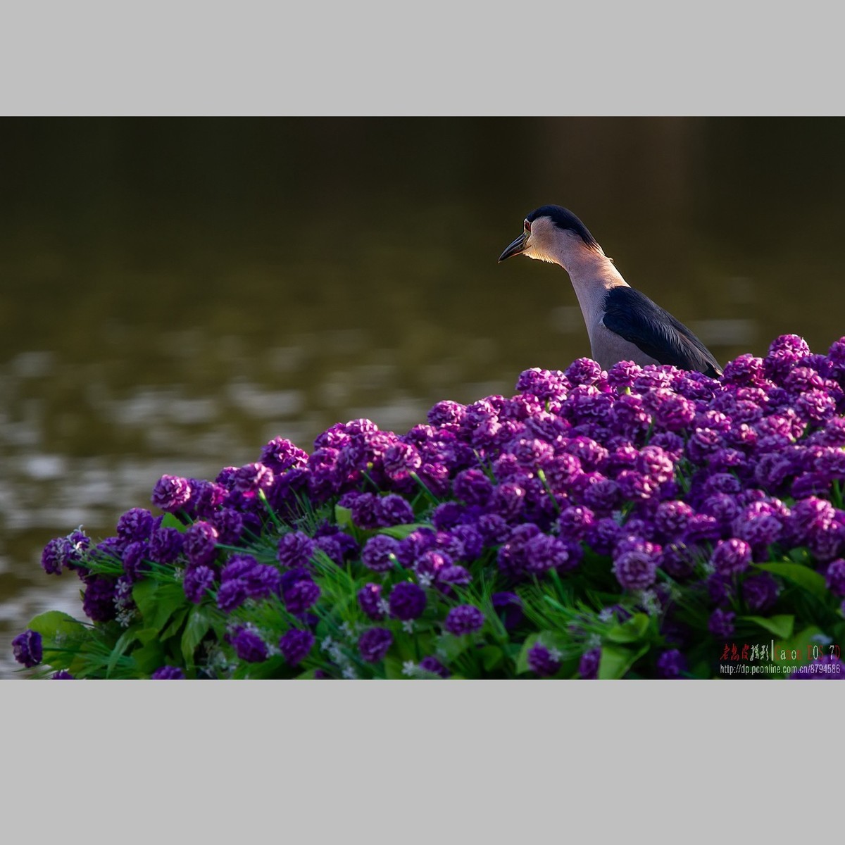 泥鳅在夜鹭食管里闹腾