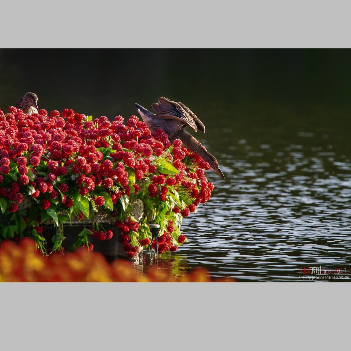 泥鳅在夜鹭食管里闹腾