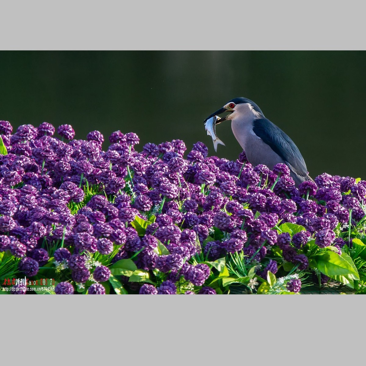 泥鳅在夜鹭食管里闹腾
