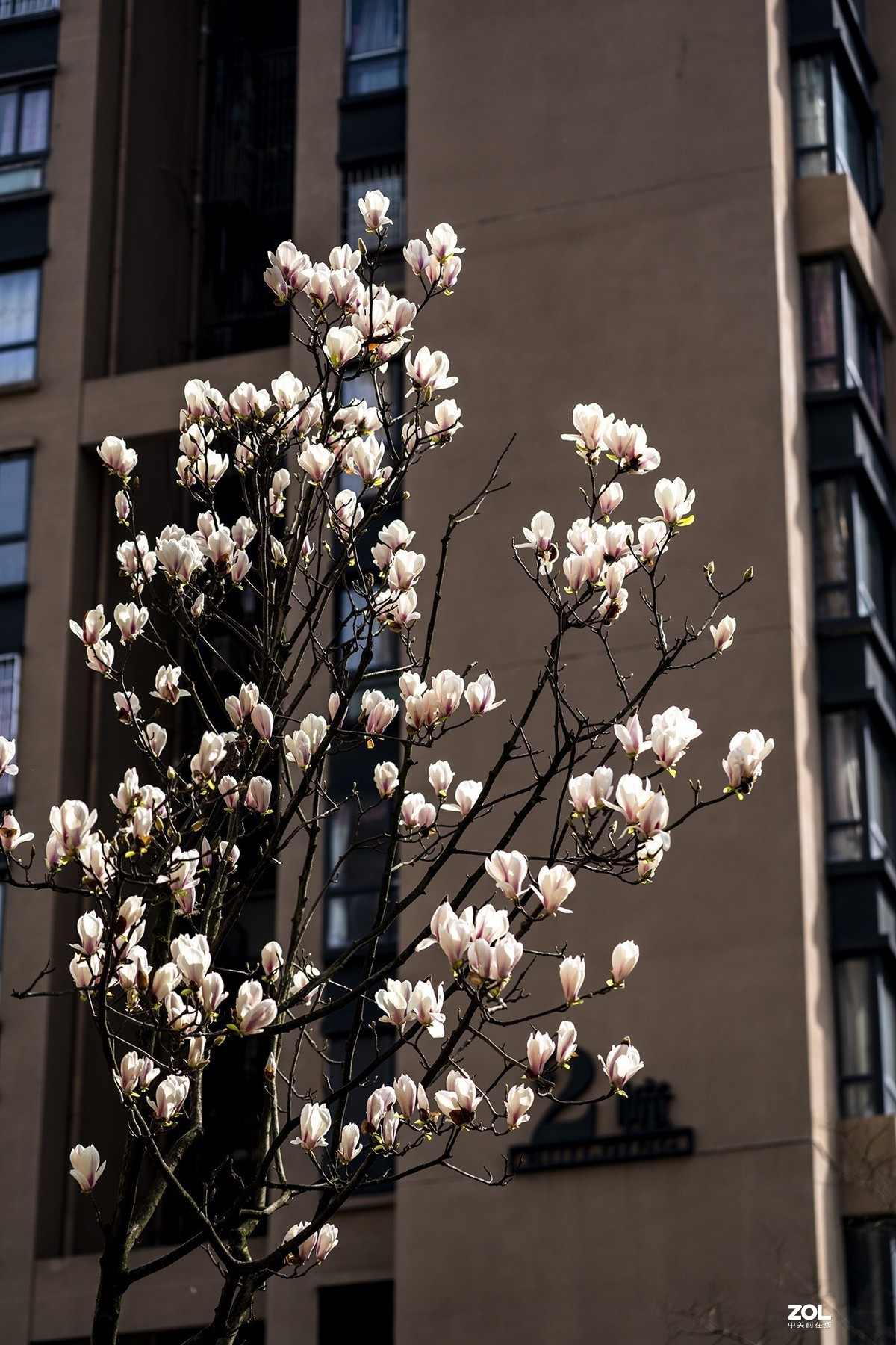 小区里的玉兰花