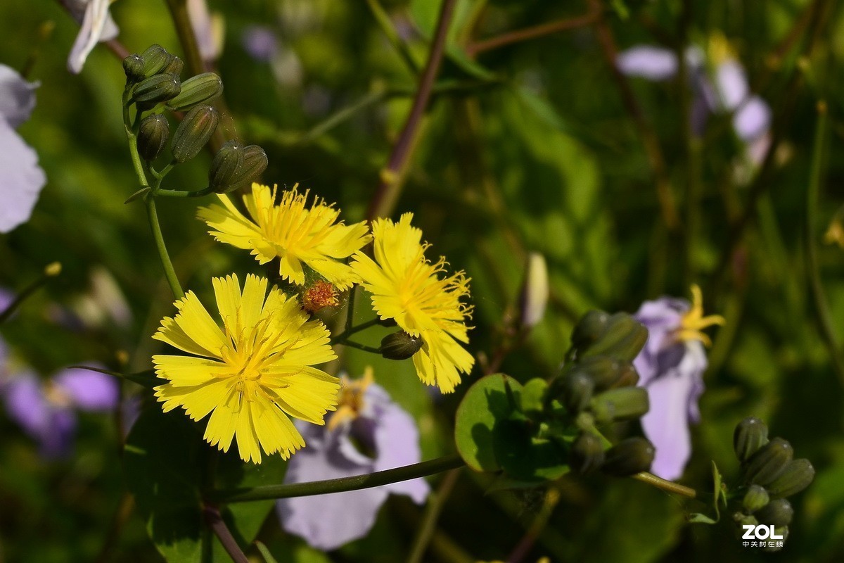永诺35mm F2 镜头  体练随拍