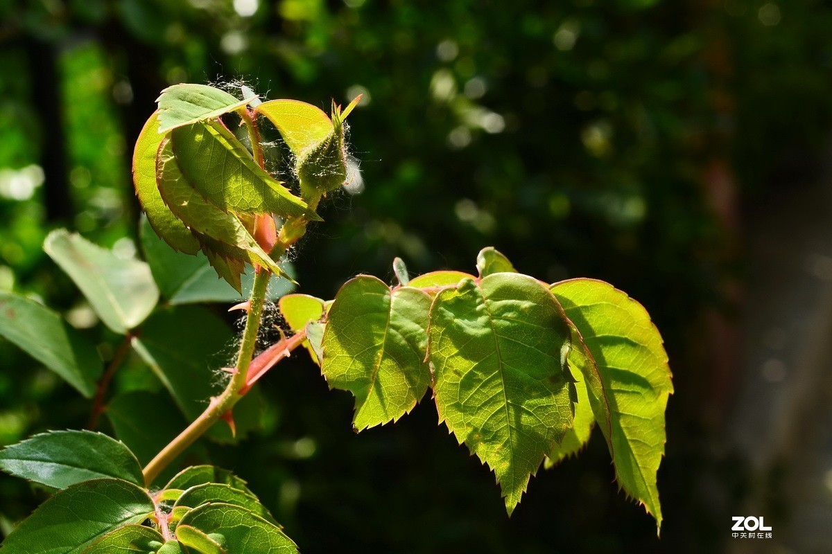 永诺35mm F2 镜头  体练随拍
