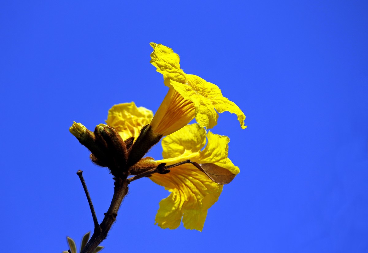 黃花風鈴