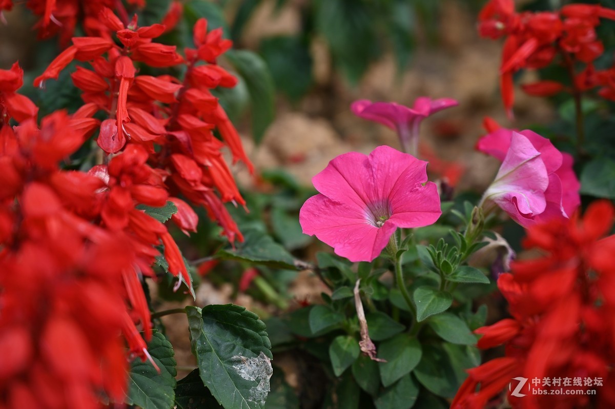 刚拿到手就出去乱拍一通