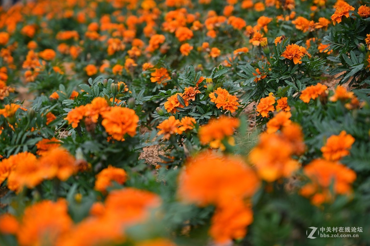 刚拿到手就出去乱拍一通