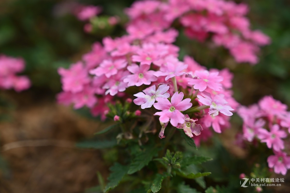 刚拿到手就出去乱拍一通