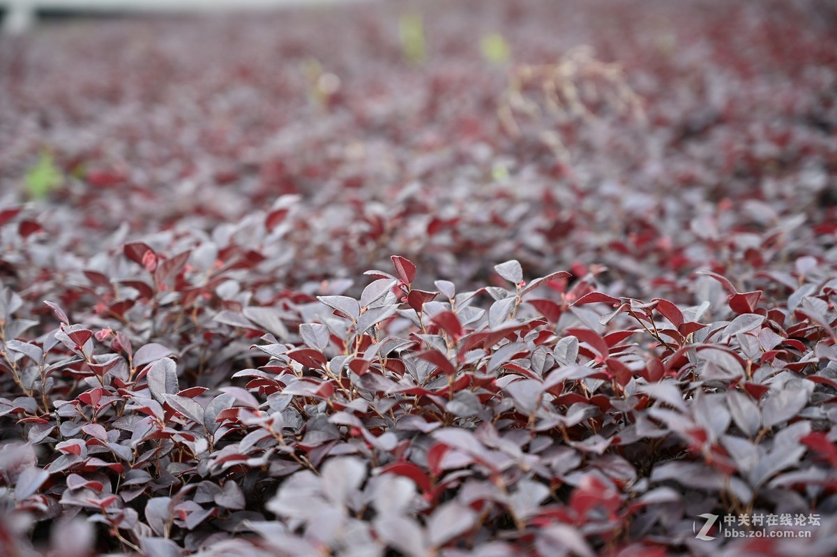 刚拿到手就出去乱拍一通