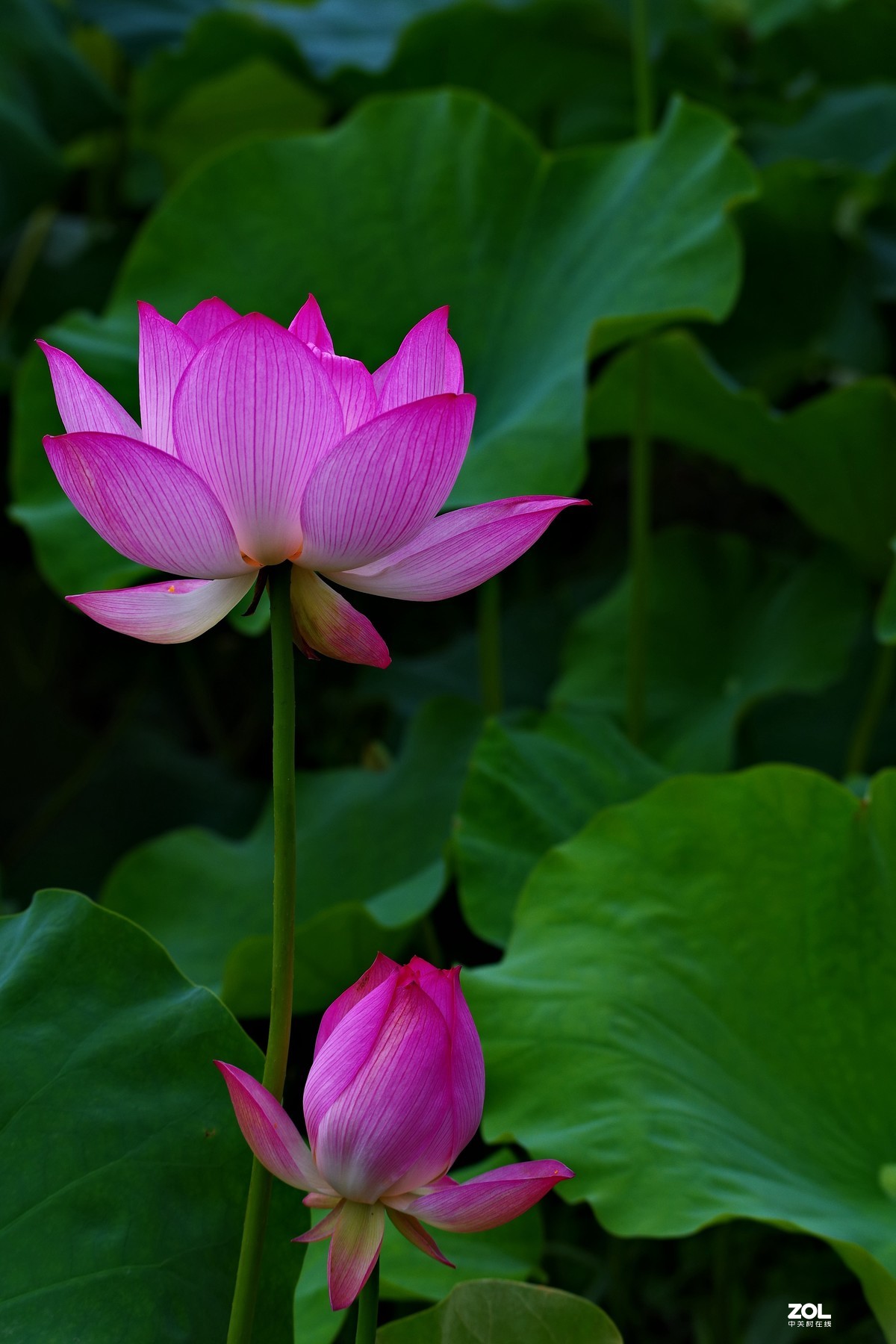 荷花       55-300PLM镜头