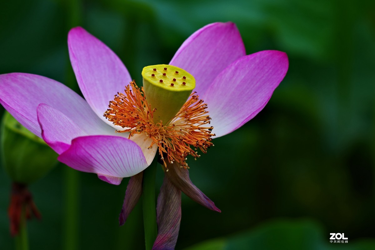 荷花       55-300PLM镜头