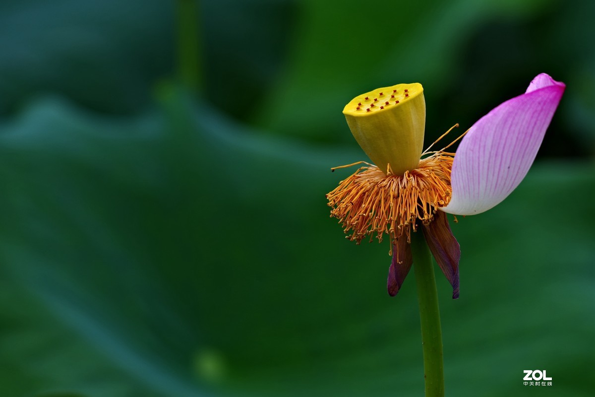 荷花       55-300PLM镜头