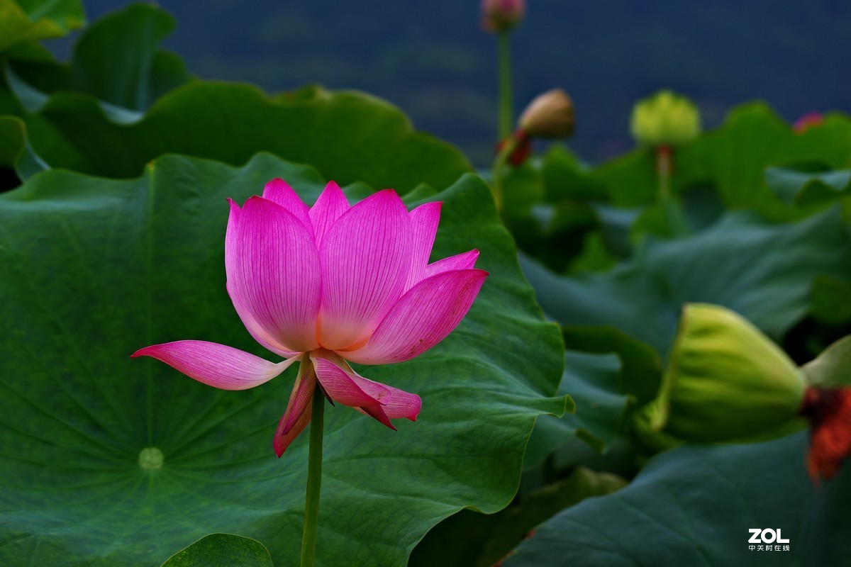 荷花       55-300PLM镜头