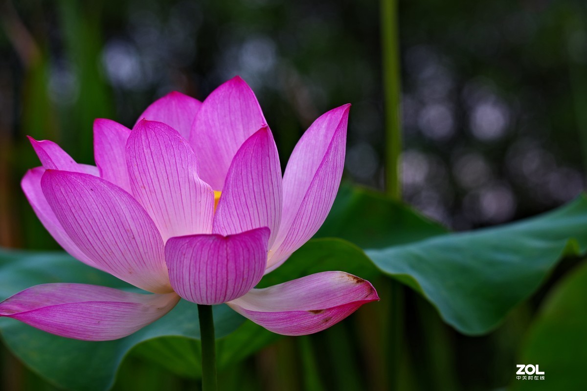 荷花       55-300PLM镜头