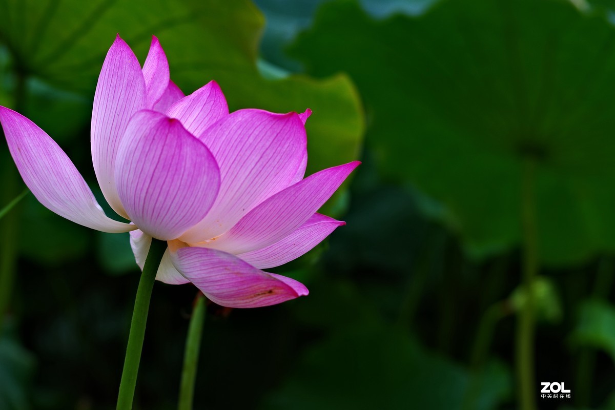 荷花       55-300PLM镜头