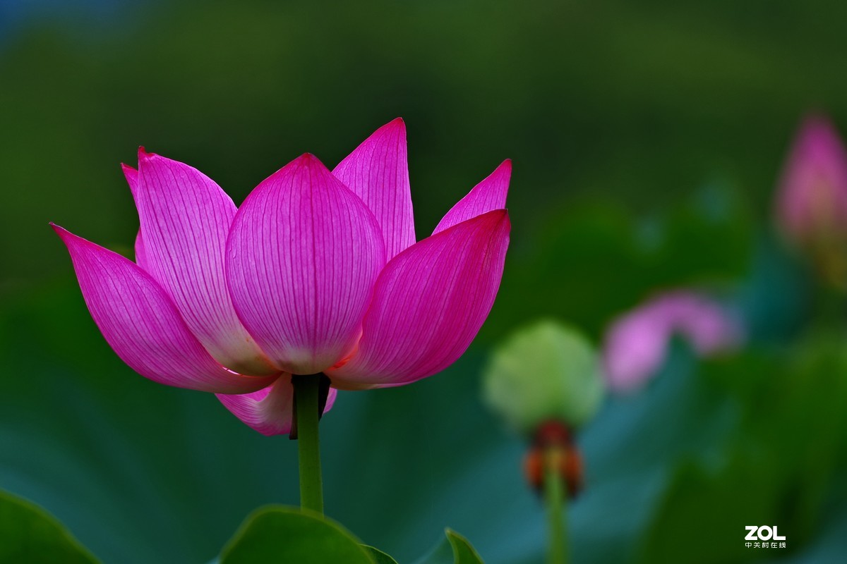 荷花       55-300PLM镜头