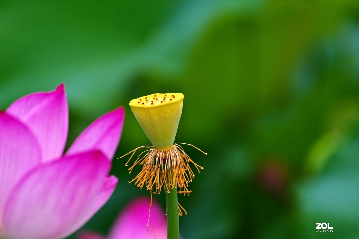 荷花       55-300PLM镜头