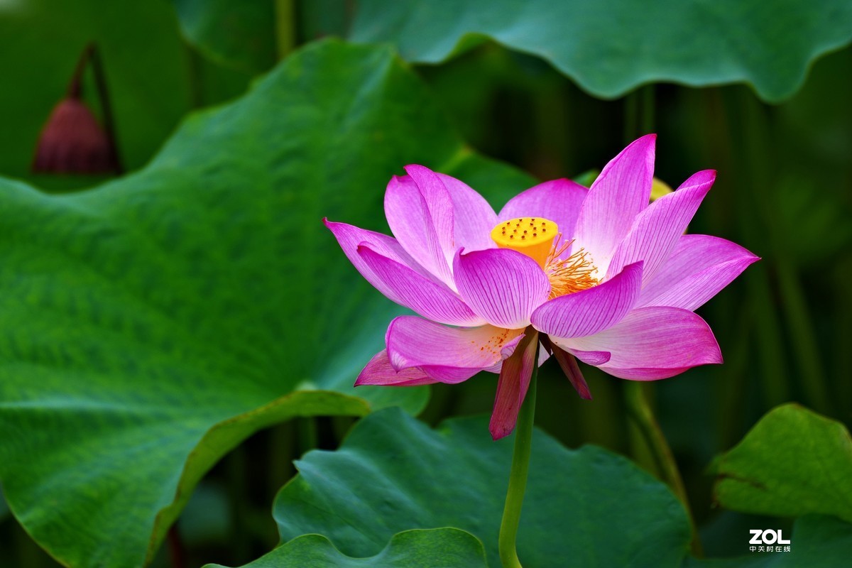 荷花       55-300PLM镜头