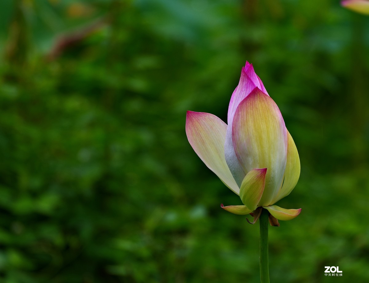 荷花       55-300PLM镜头