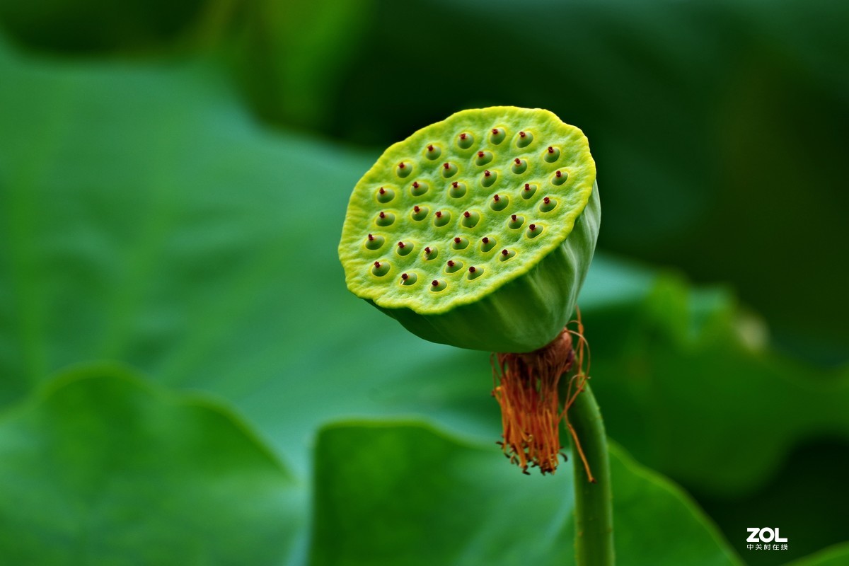 荷花       55-300PLM镜头