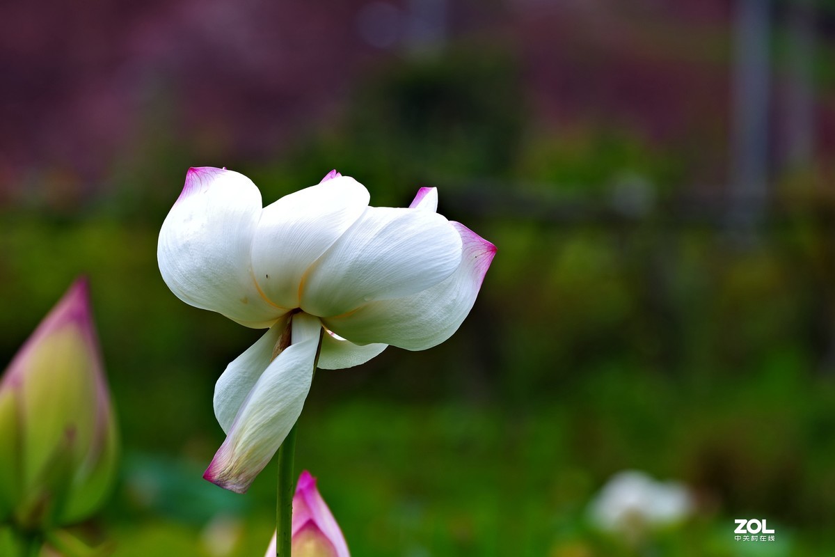 荷花       55-300PLM镜头