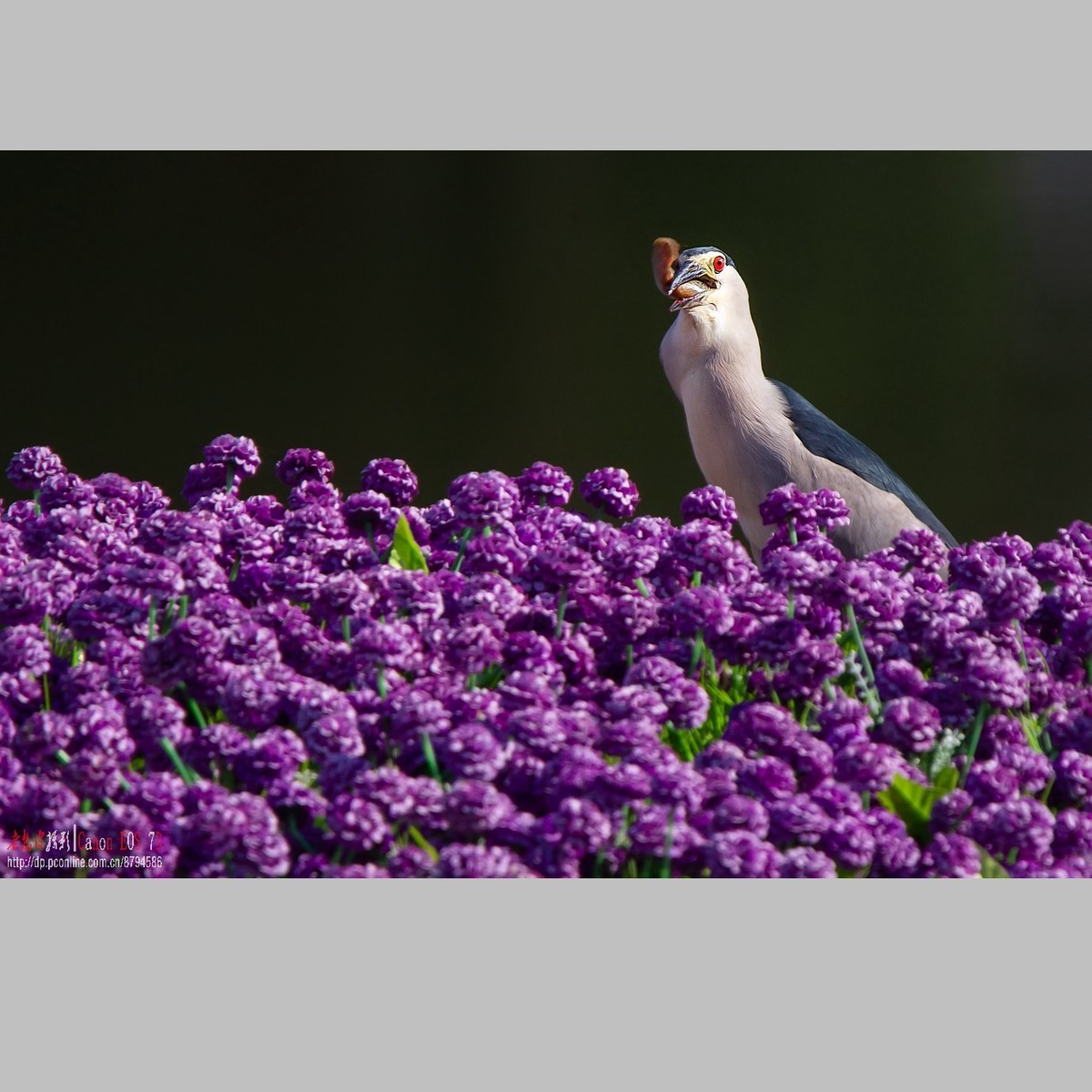 泥鳅在夜鹭食管里闹腾