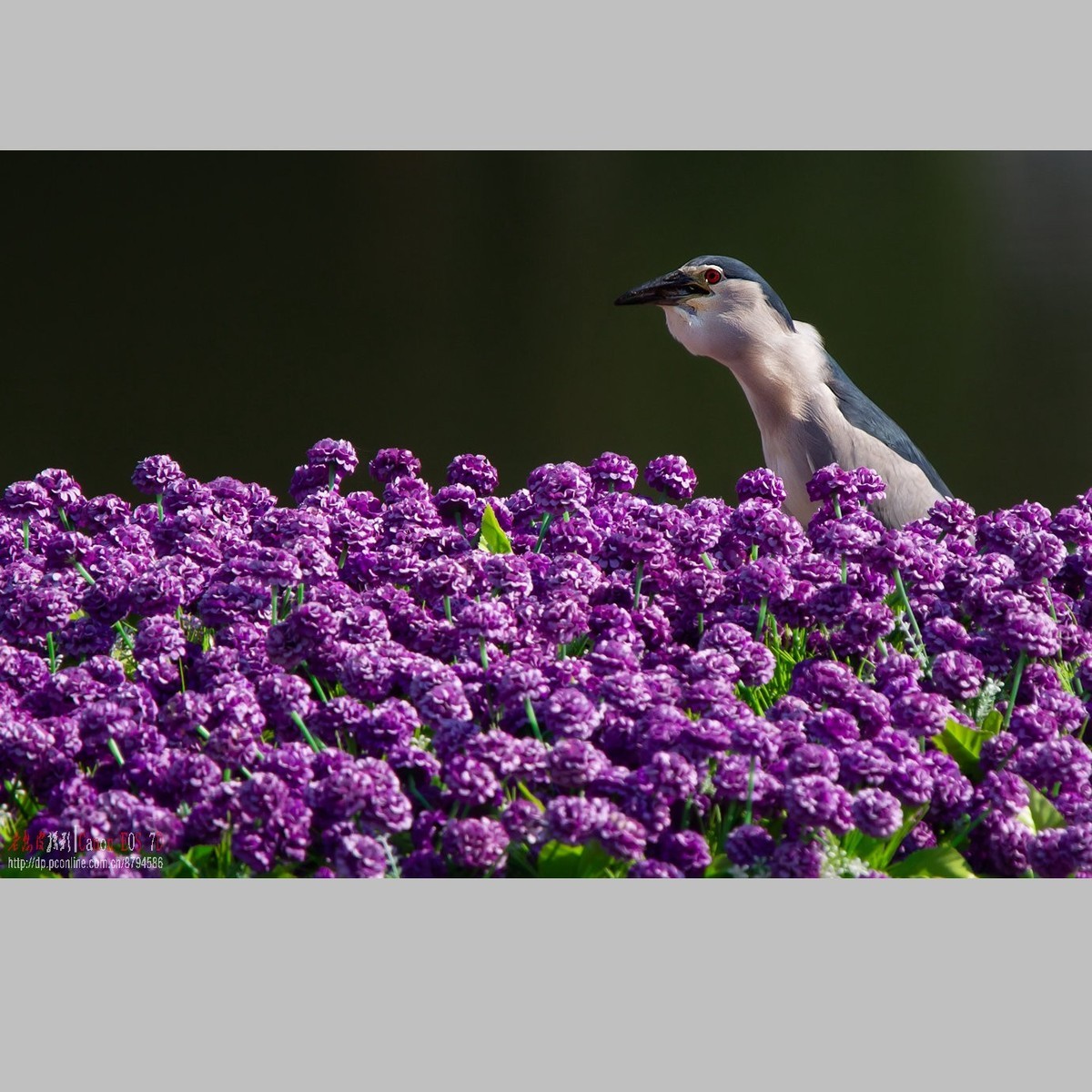 泥鳅在夜鹭食管里闹腾