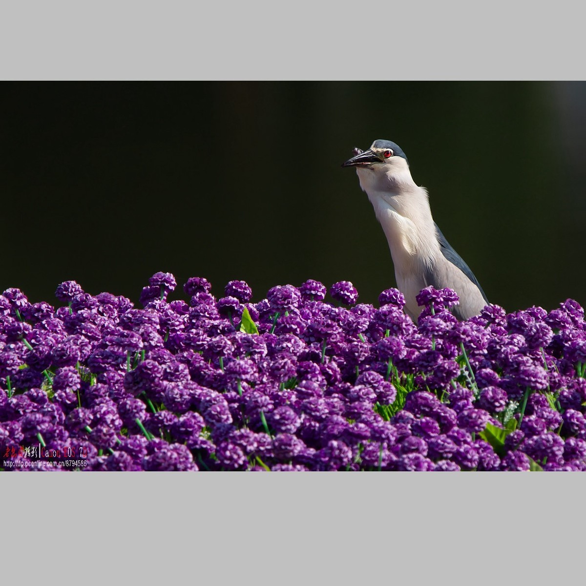 泥鳅在夜鹭食管里闹腾