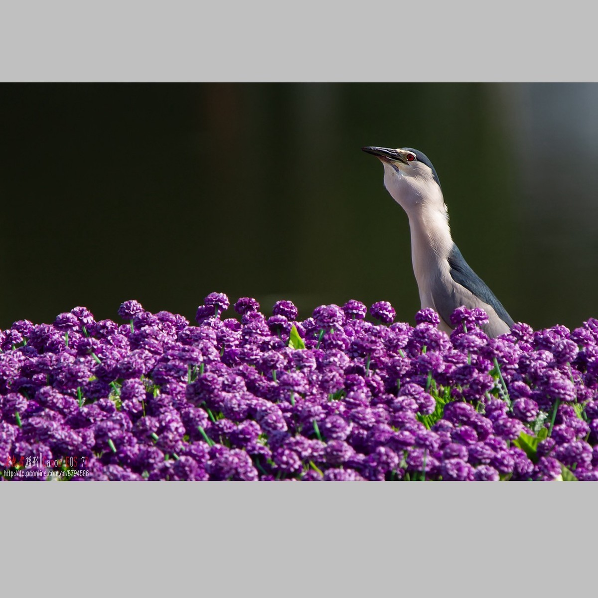 泥鳅在夜鹭食管里闹腾