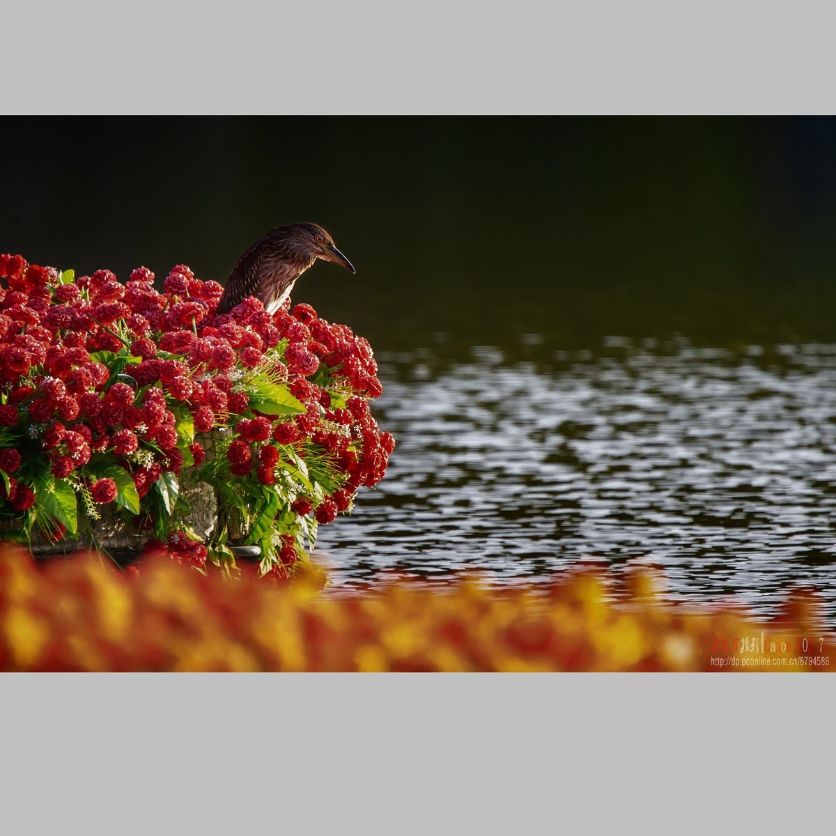 泥鳅在夜鹭食管里闹腾