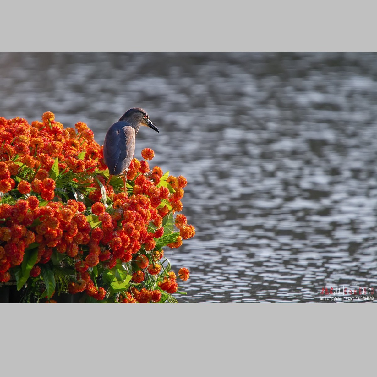 泥鳅在夜鹭食管里闹腾