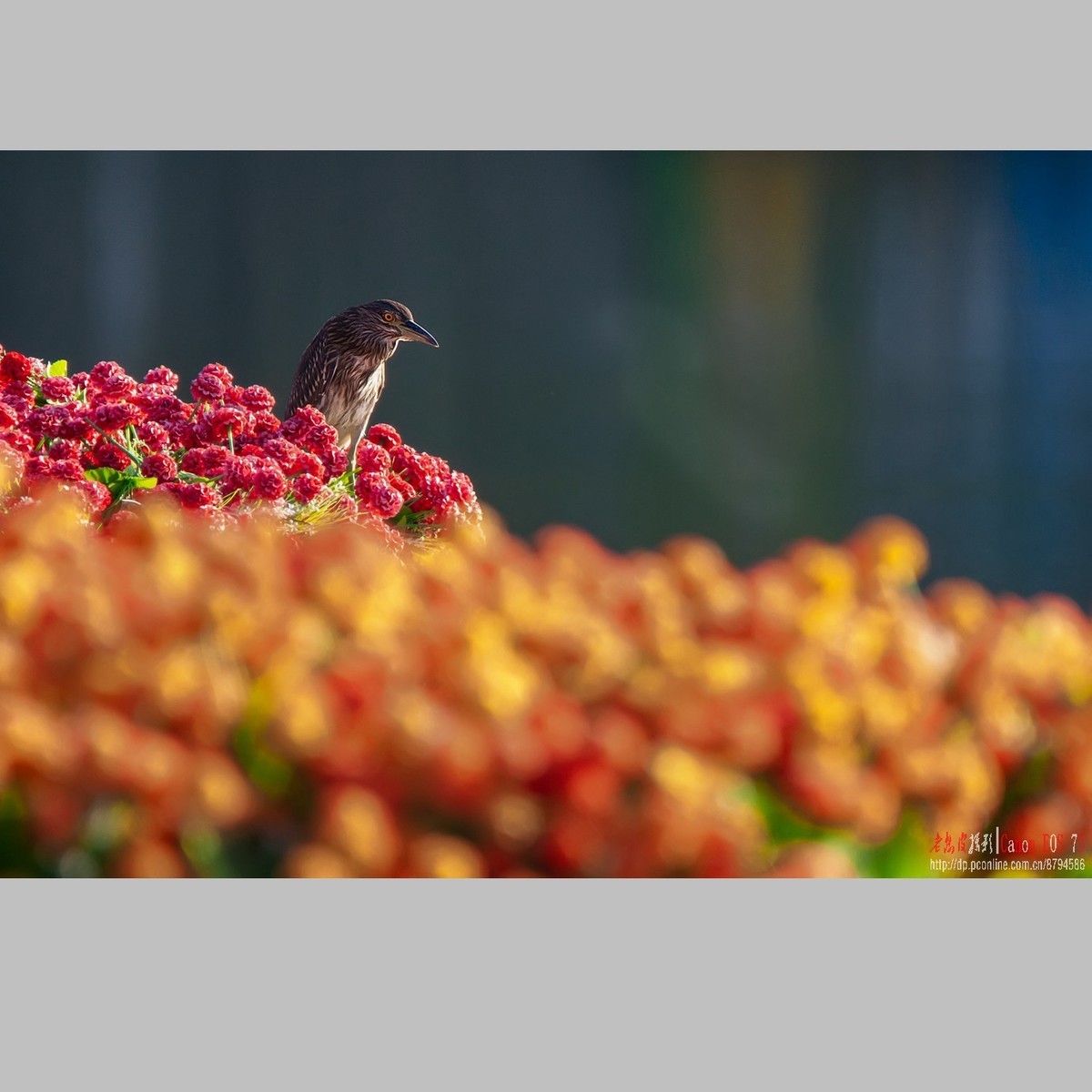 泥鳅在夜鹭食管里闹腾