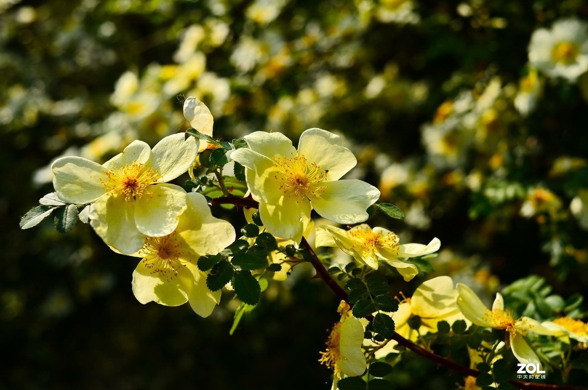 永诺35mm F2 镜头  体练随拍