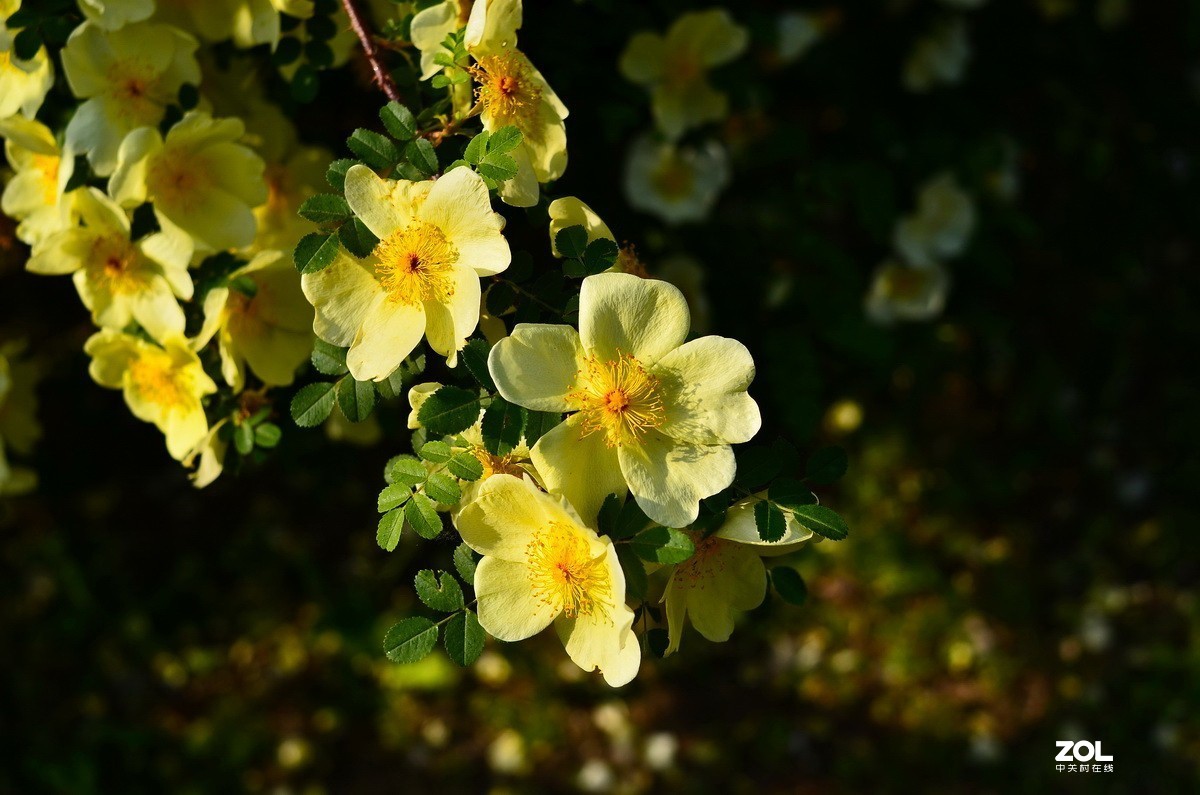 永诺35mm F2 镜头  体练随拍