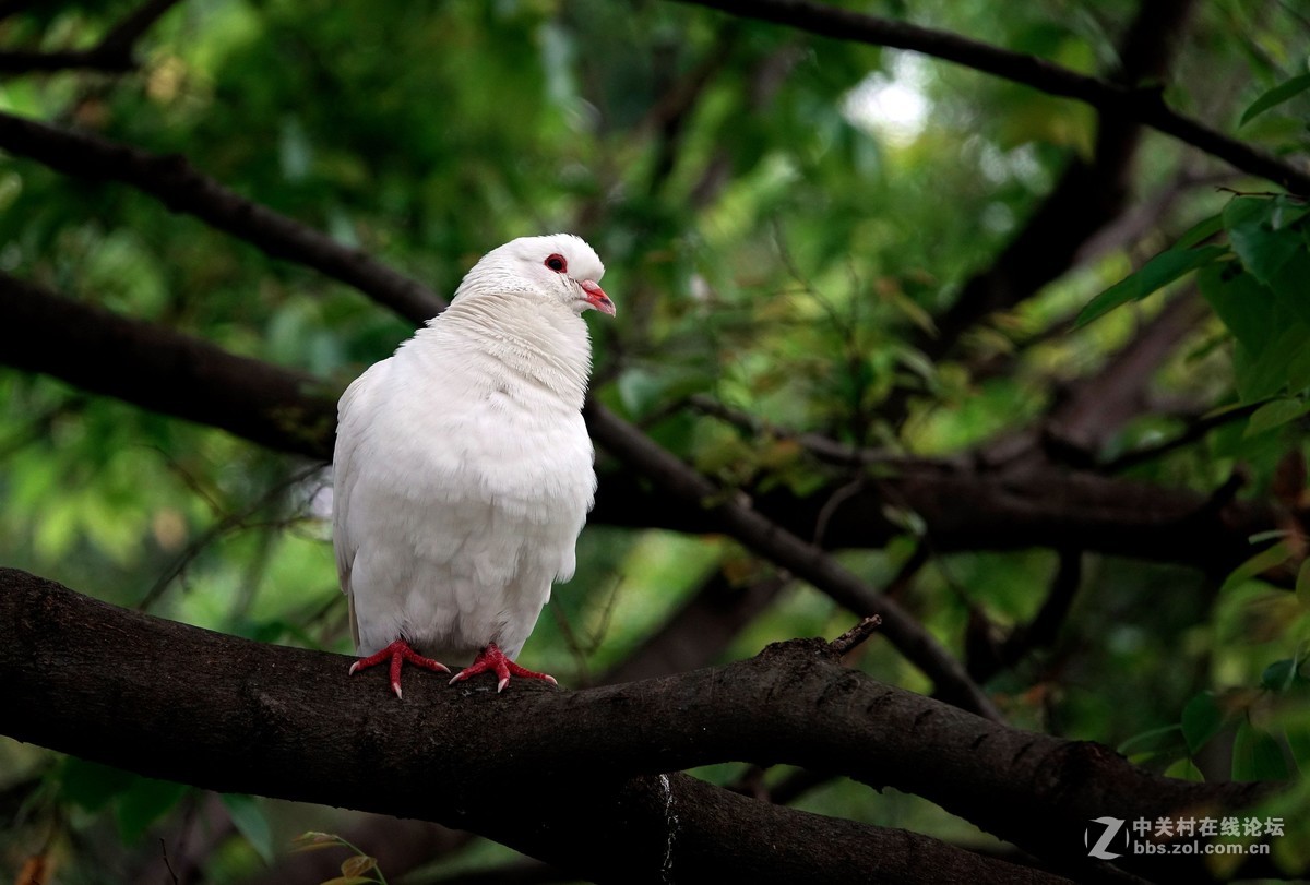 树上的白鸽子24