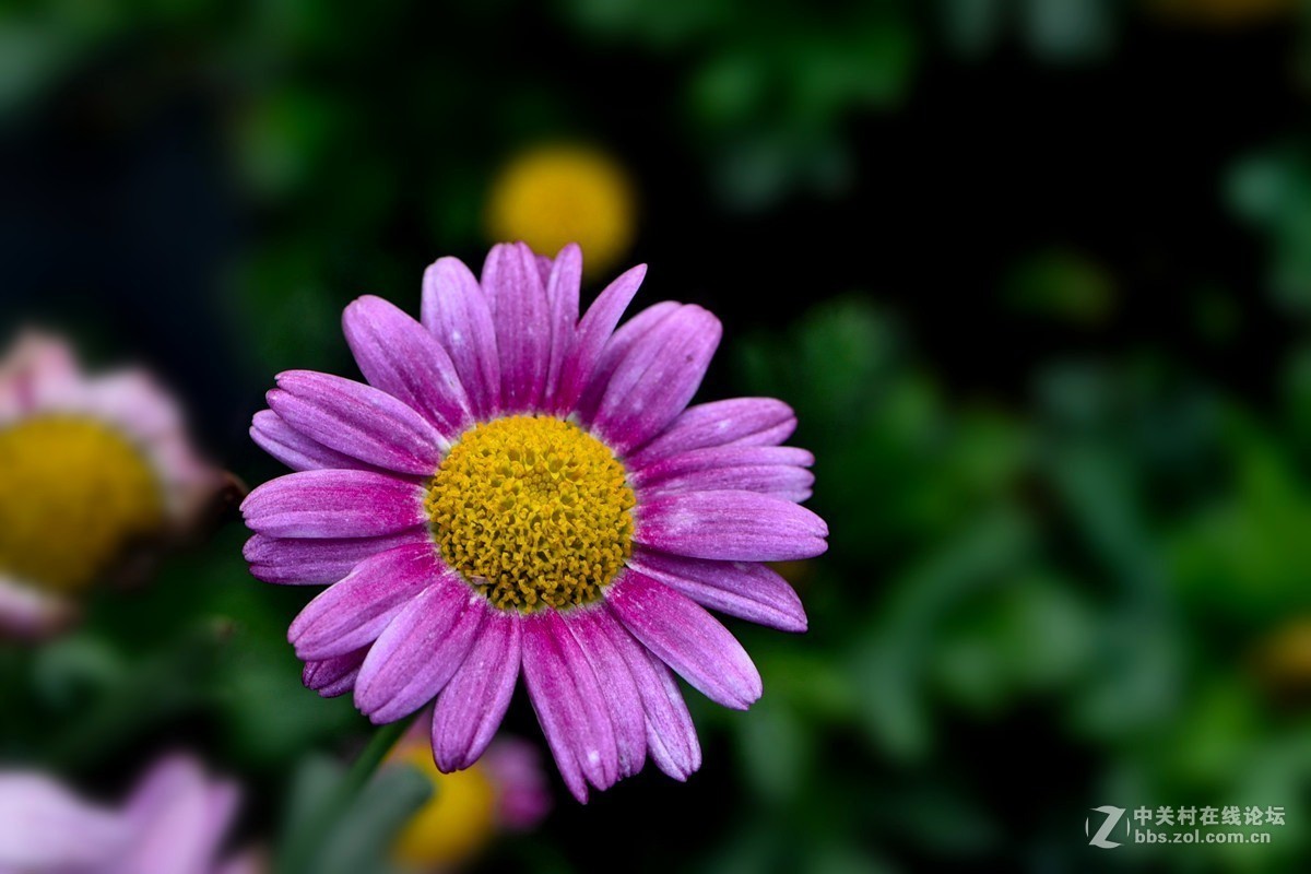 菊花4茼蒿菊