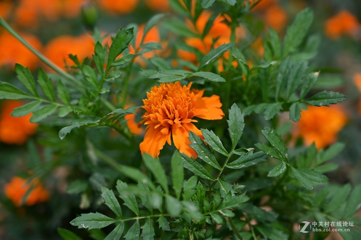 刚拿到手就出去乱拍一通