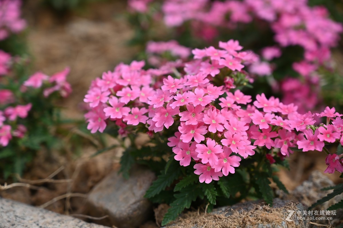 刚拿到手就出去乱拍一通