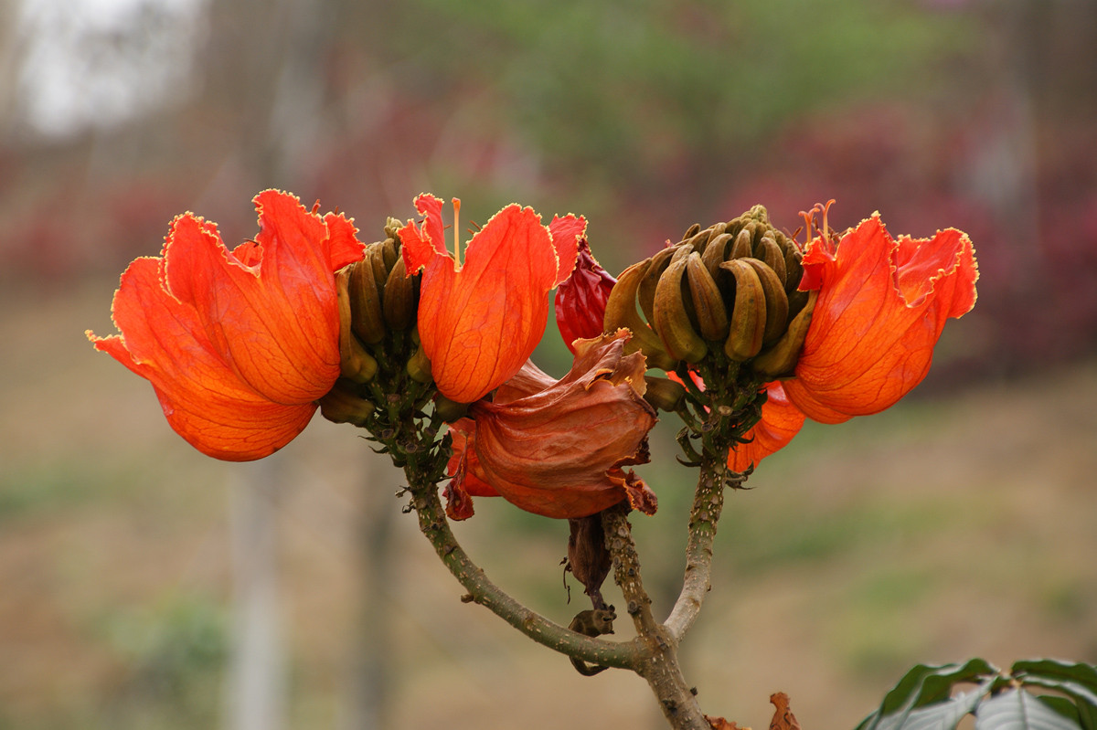 火焰花