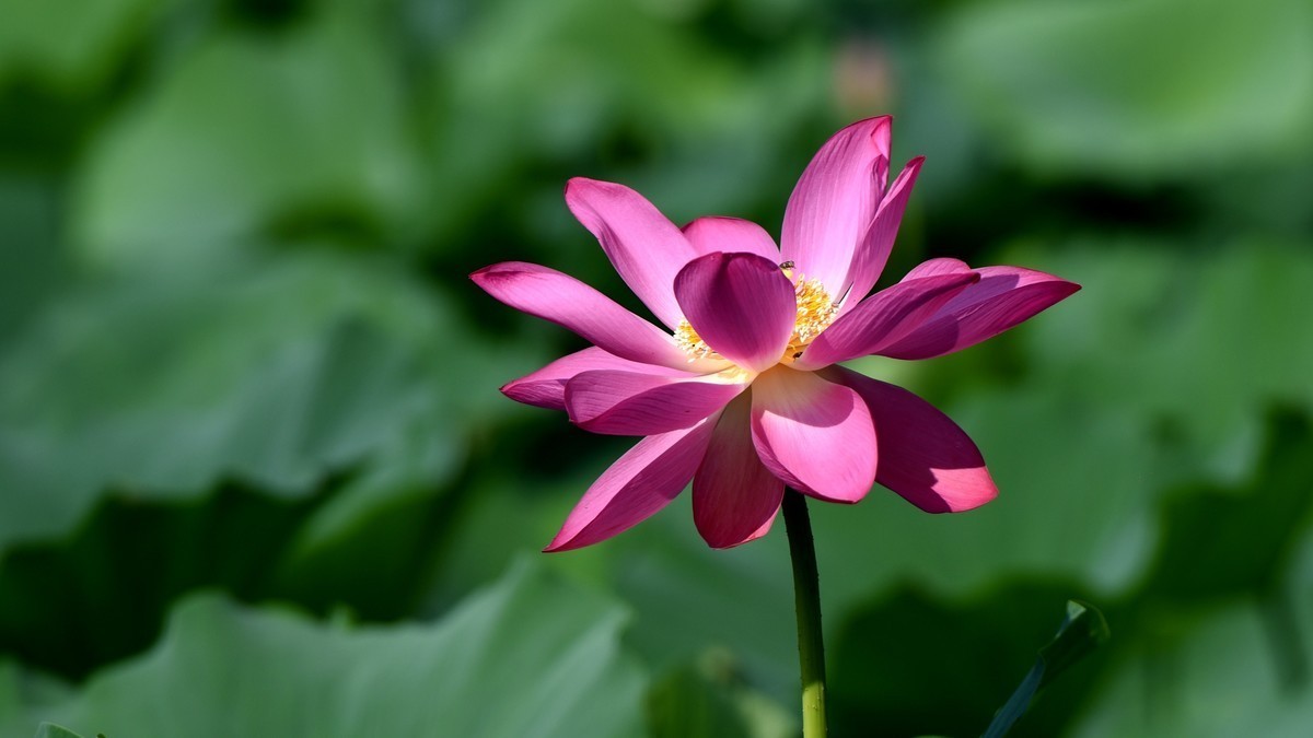 拍荷（多发几张，看着玩儿吧）