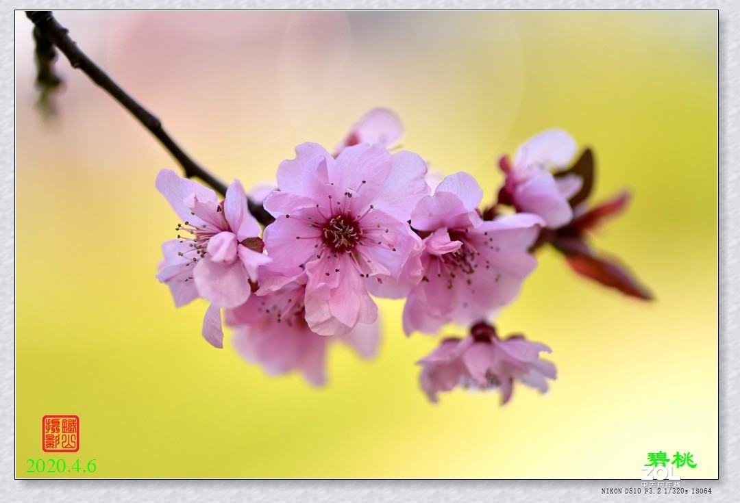 #版主坐堂# 尼康镜头星空(中国)2020年4月部分优秀作品欣赏